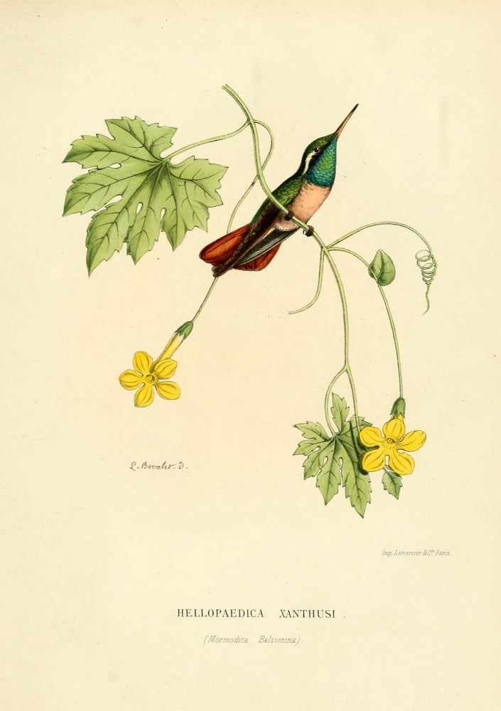 Oiseau Mouches 1874 Hellopaedica Xanthusi Canvas Art - L Bevalet (24 x 36)