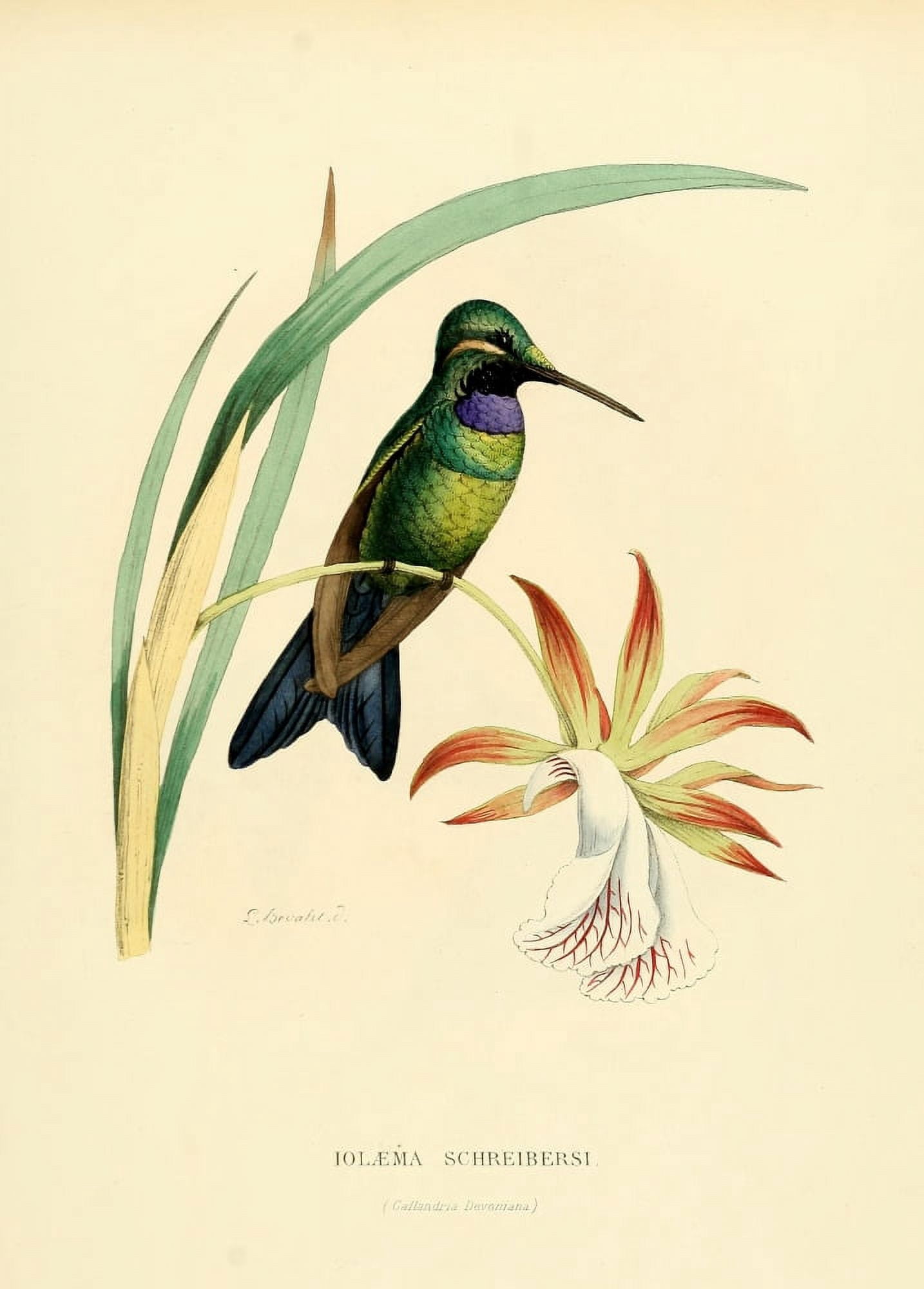 Oiseau Mouches 1874 Iolaema Schreibersi Canvas Art - L Bevalet (18 x 24)