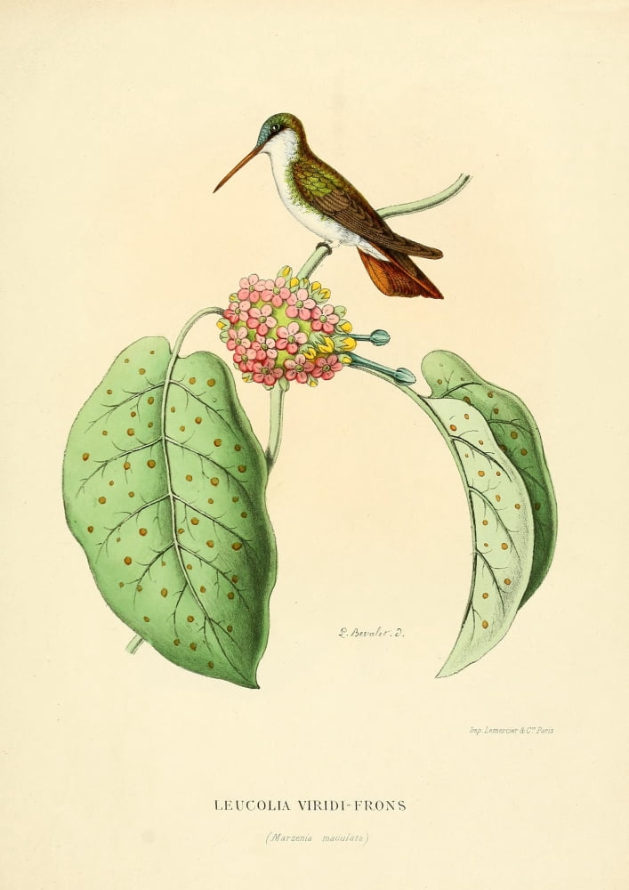 Oiseau Mouches 1874 Leucolia Viridi-frons Canvas Art - L Bevalet (24 x 36)