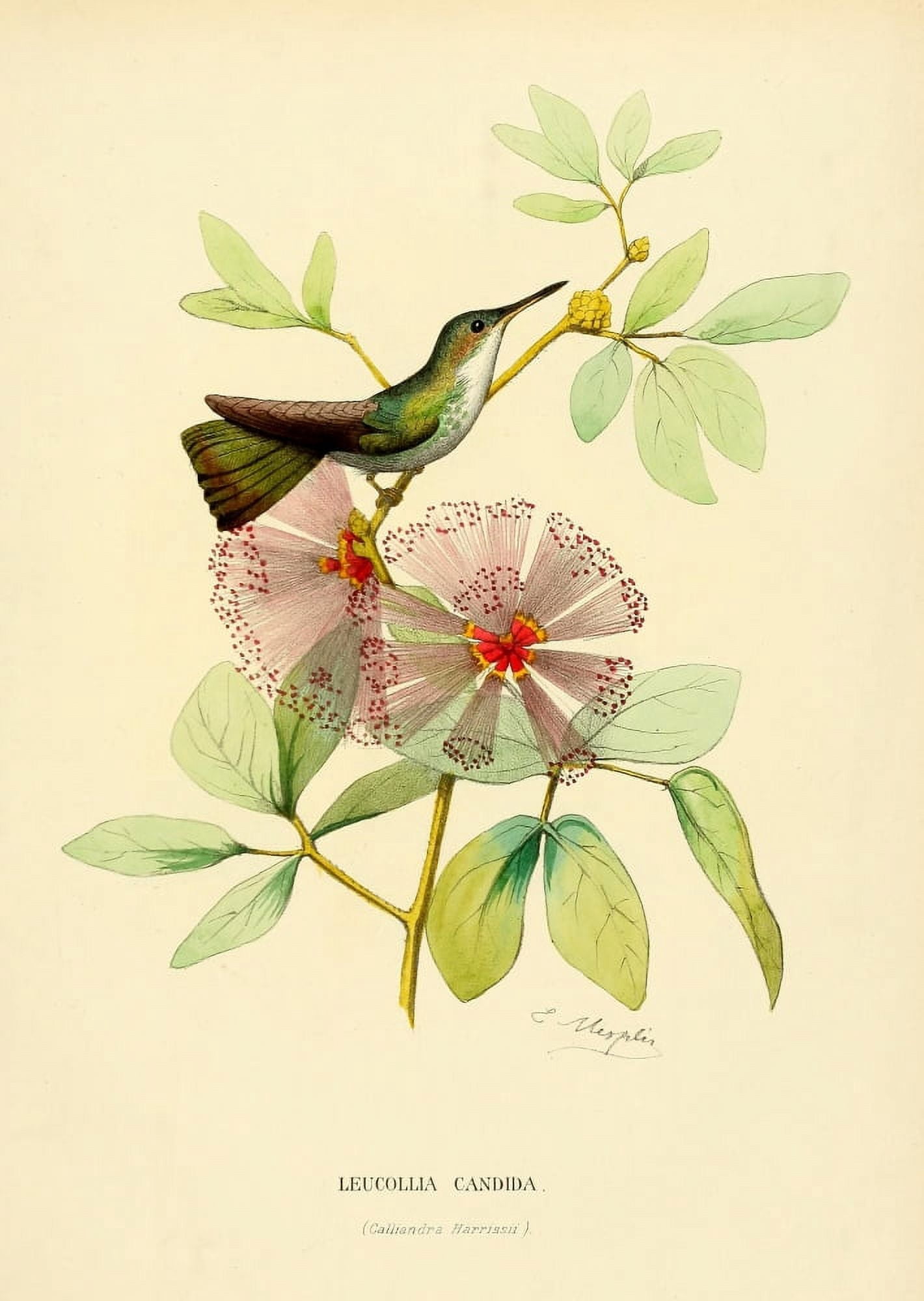 Oiseau Mouches 1874 Leucollia Candia Canvas Art - L Bevalet (18 x 24)