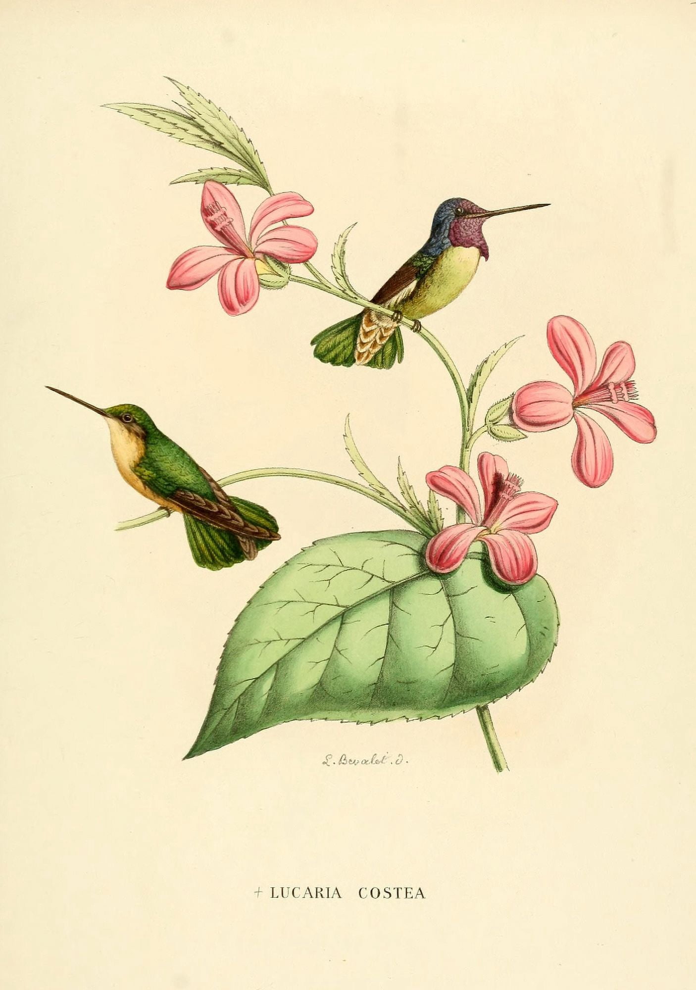 Oiseau Mouches 1874 Lucaria Costea Canvas Art - L Bevalet (24 x 36)