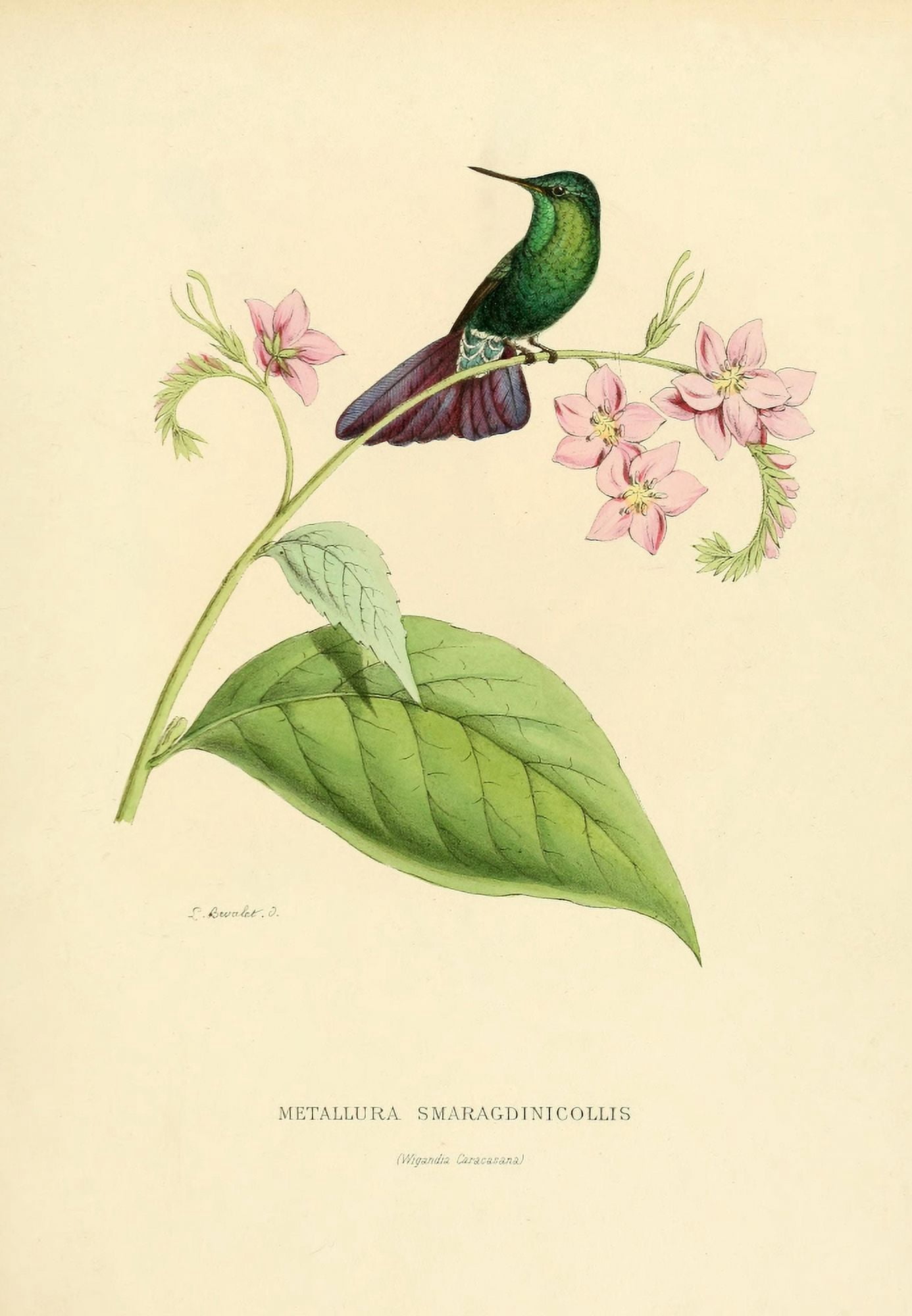 Oiseau Mouches 1874 Metallura Smaragdinicollis Canvas Art - L Bevalet (18 x 24)
