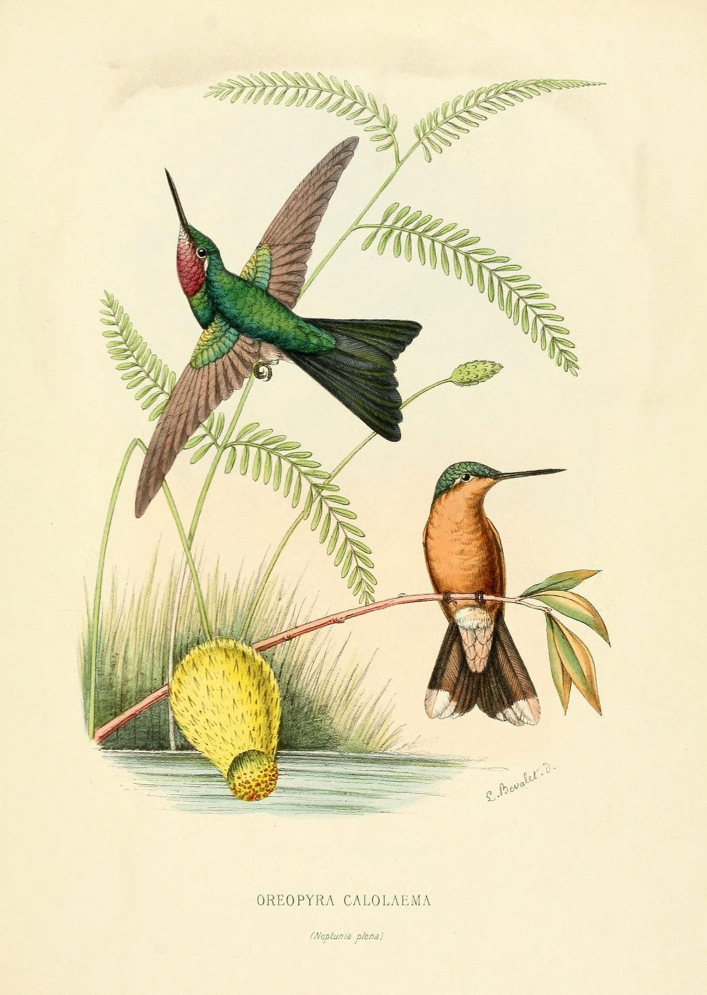 Oiseau Mouches 1874 Oreopyra Calolaema Canvas Art - L Bevalet (18 x 24)