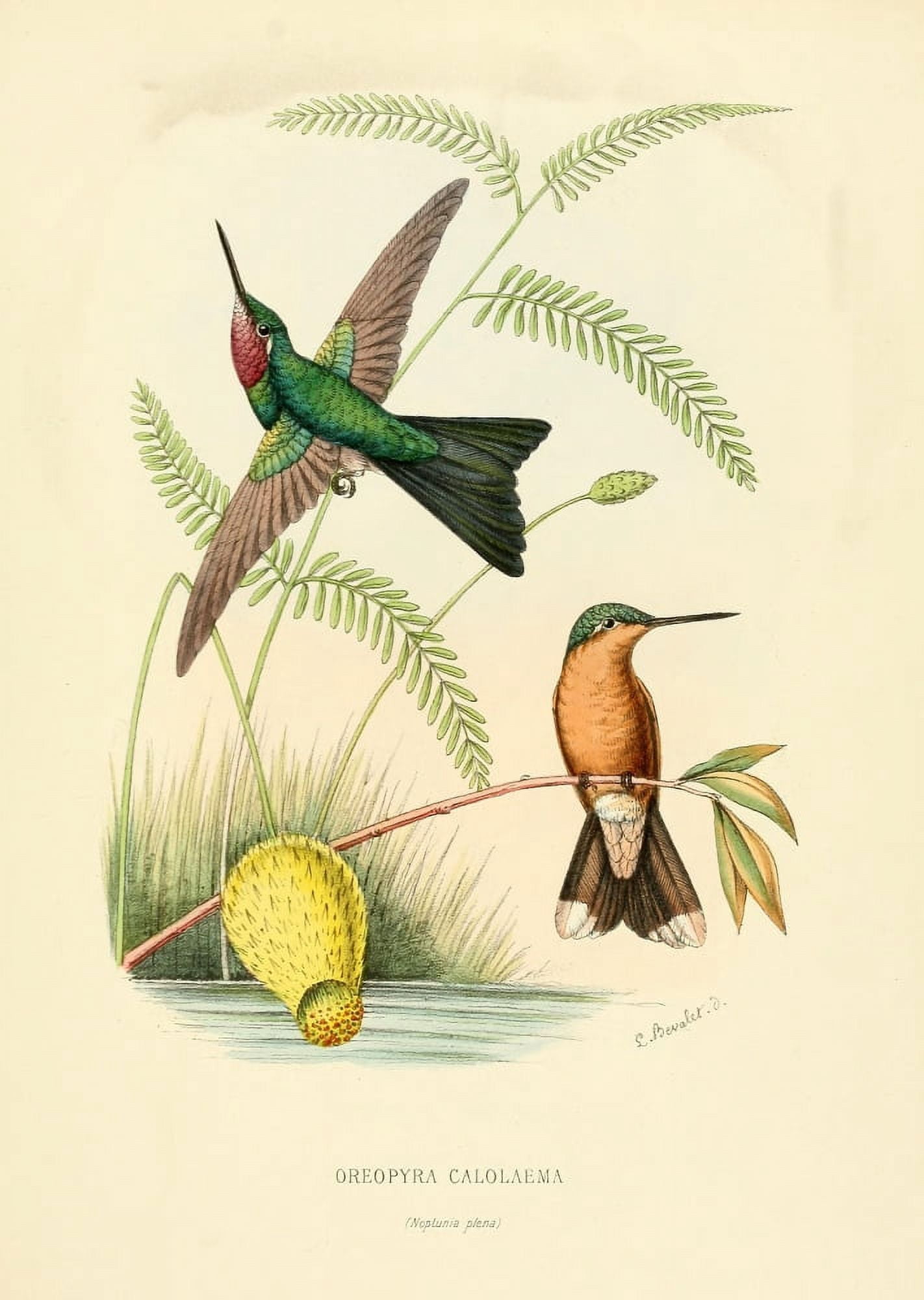 Oiseau Mouches 1874 Oreopyra Calolaema Canvas Art - L Bevalet (24 x 36)