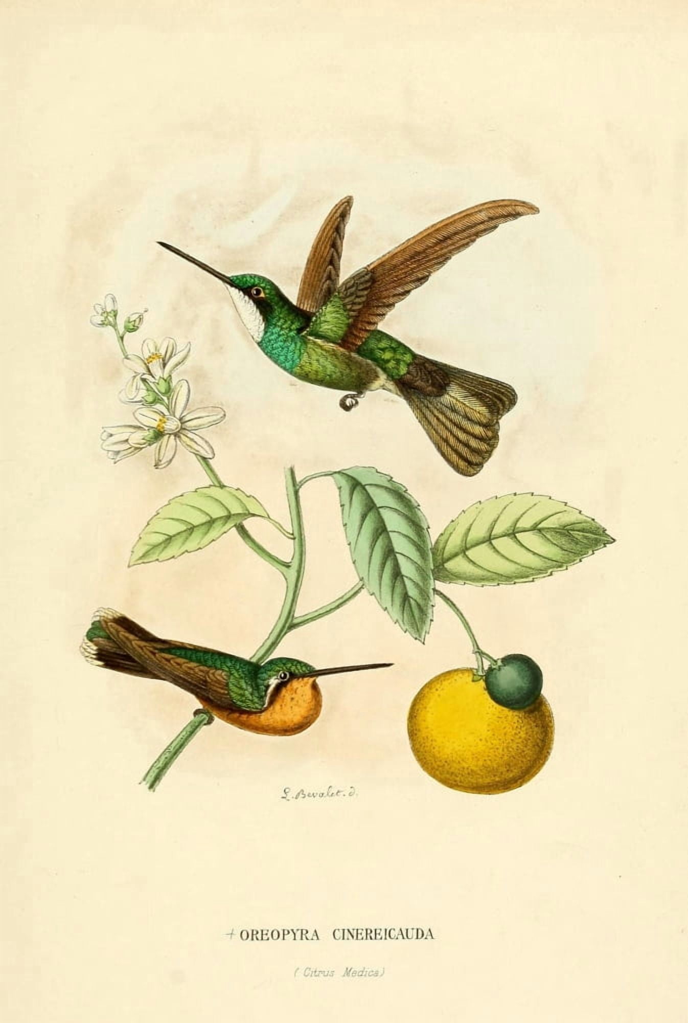 Oiseau Mouches 1874 Oreopyra Cinereicauda Canvas Art - L Bevalet (24 x 36)