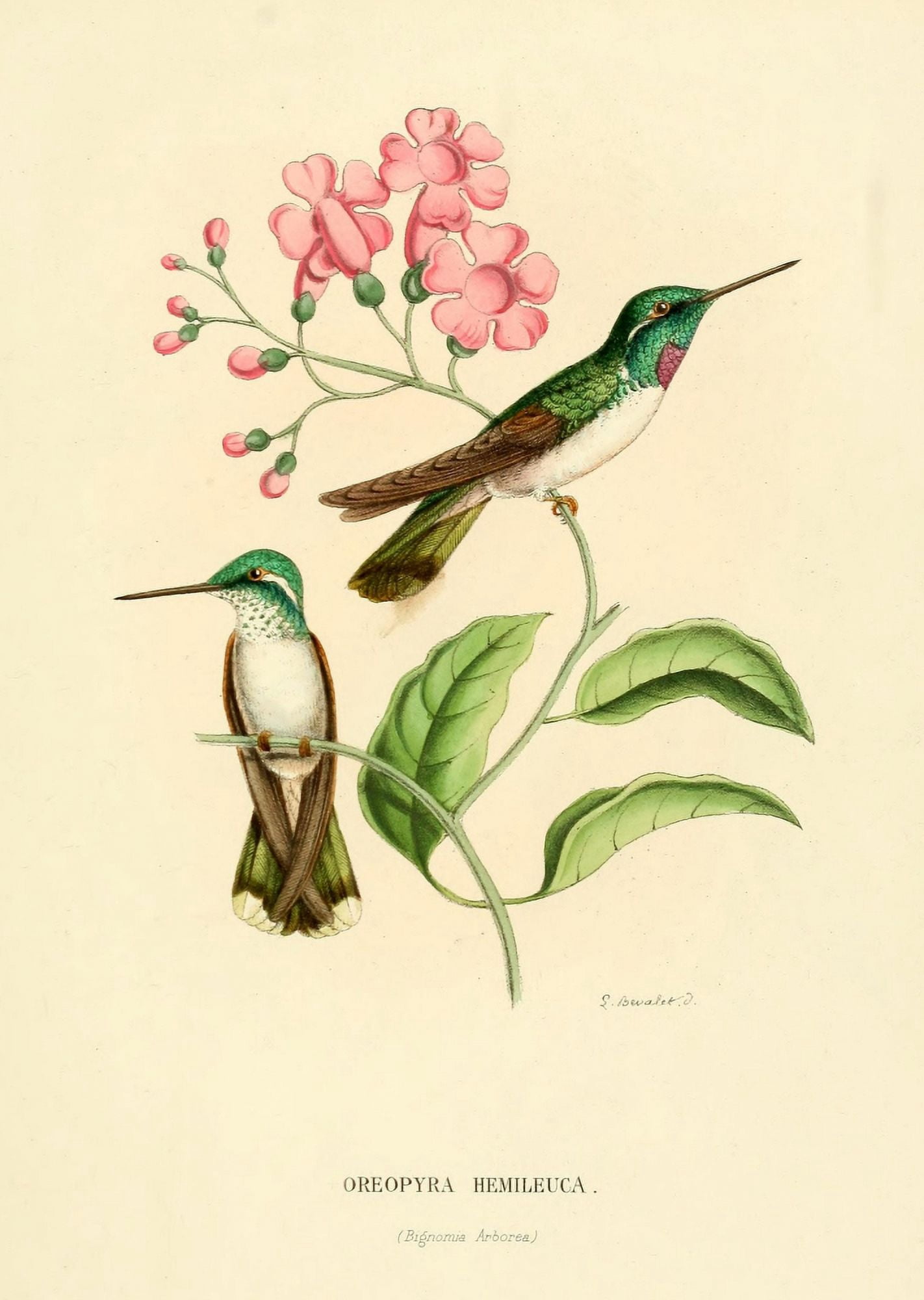 Oiseau Mouches 1874 Oreopyra Hemileuca Canvas Art - L Bevalet (18 x 24)