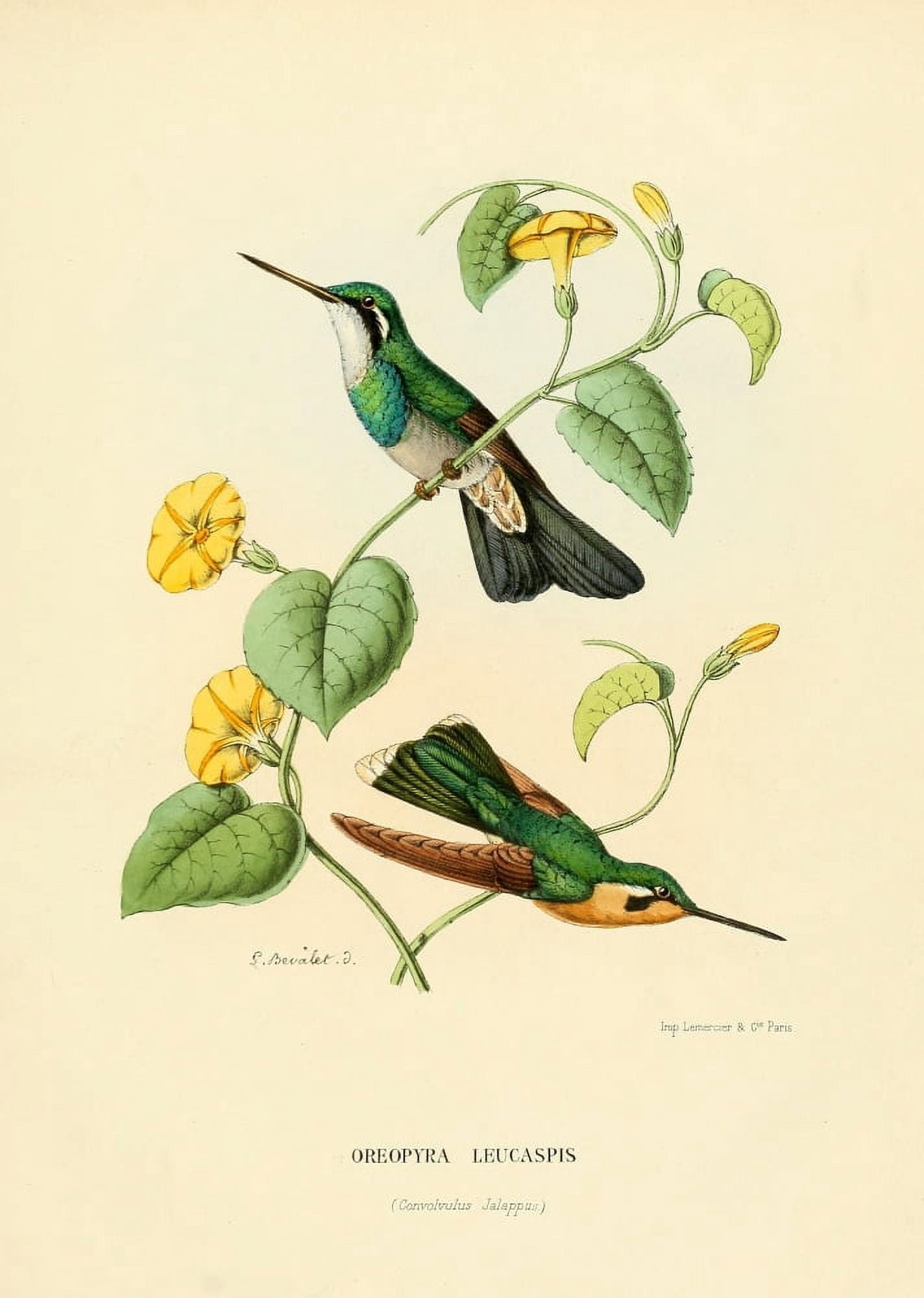 Oiseau Mouches 1874 Oreopyra Leucaspis Canvas Art - L Bevalet (18 x 24)