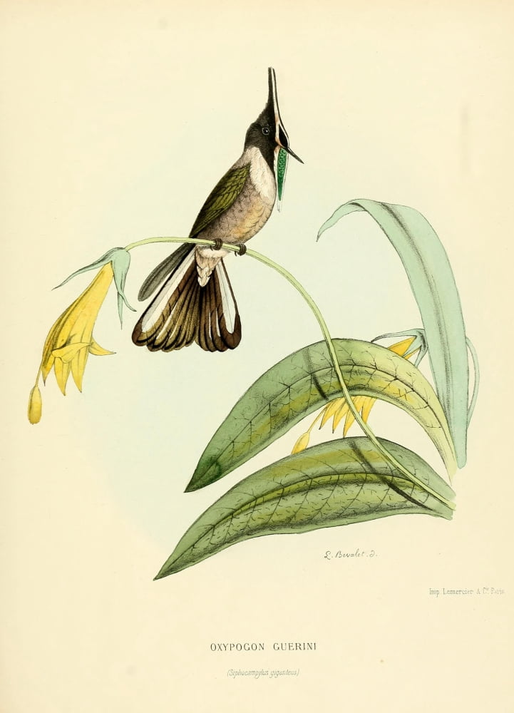 Oiseau Mouches 1874 Oxypogon Guerini Canvas Art - L Bevalet (18 x 24)