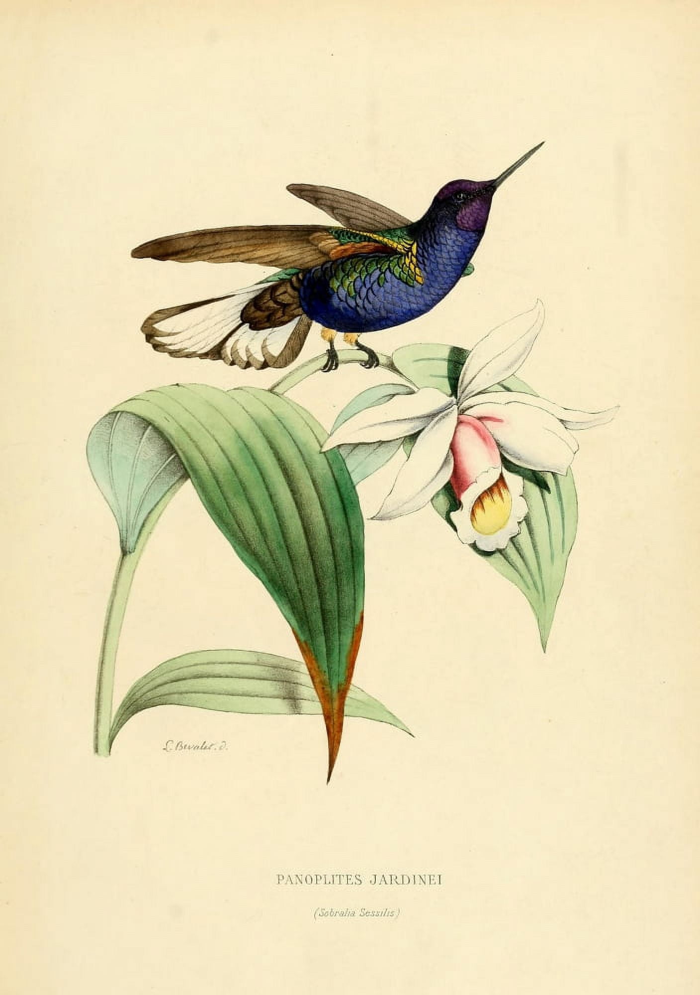 Oiseau Mouches 1874 Panoplites Jardinei Canvas Art - L Bevalet (24 x 36)