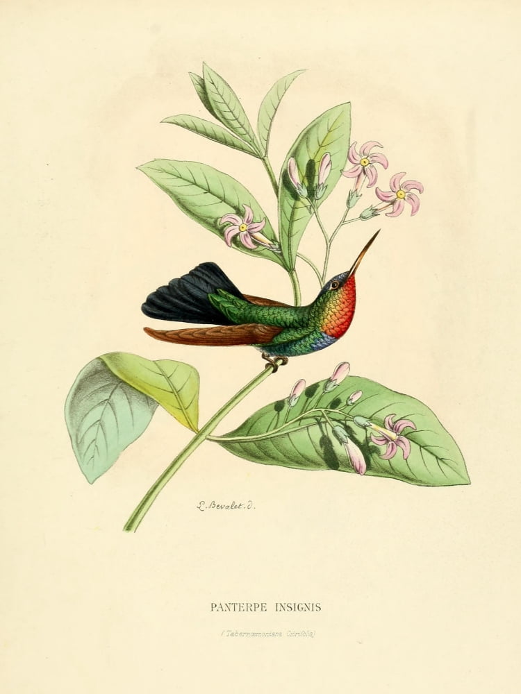 Oiseau Mouches 1874 Panterpe Insignis Canvas Art - L Bevalet (18 x 24)