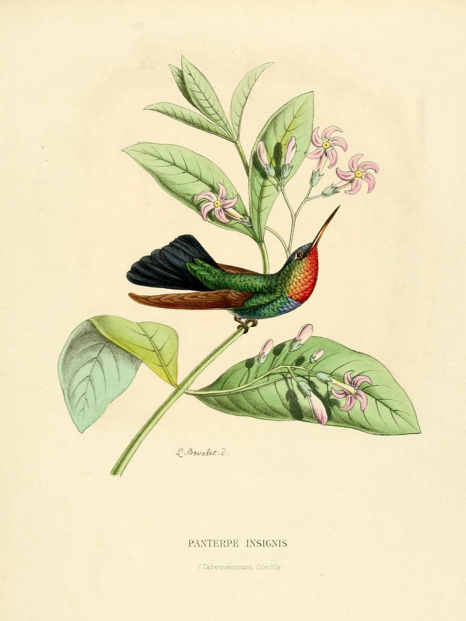 Oiseau Mouches 1874 Panterpe Insignis Canvas Art - L Bevalet (24 x 36)