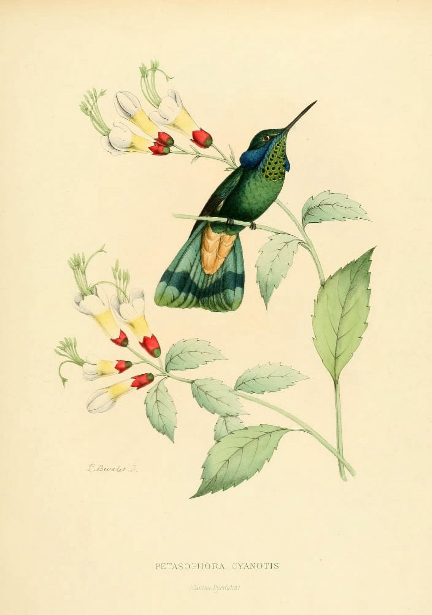 Oiseau Mouches 1874 Petasophora Cyanotis Canvas Art - L Bevalet (18 x 24)