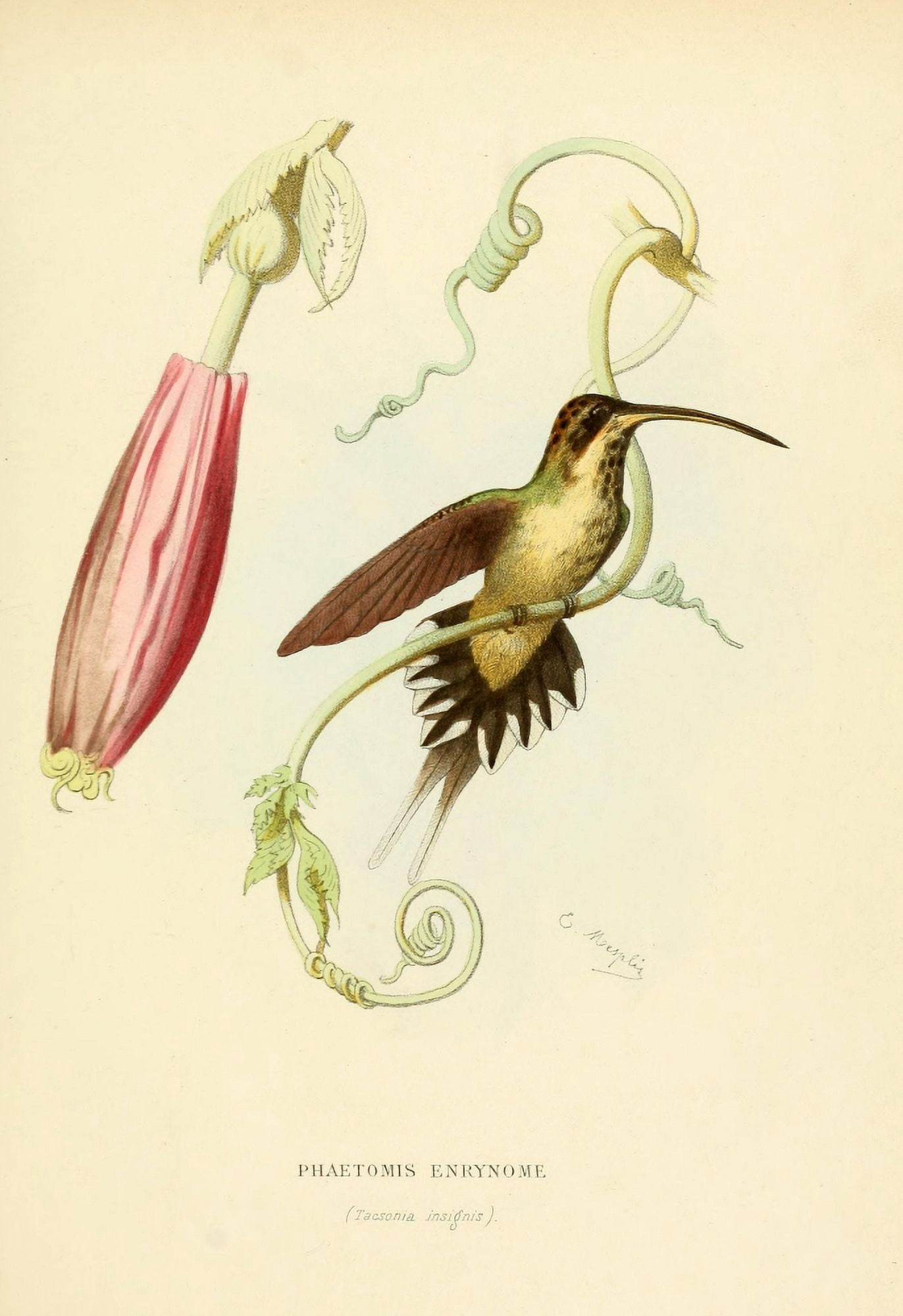 Oiseau Mouches 1874 Phaetomis Enrynome Canvas Art - L Bevalet (18 x 24)