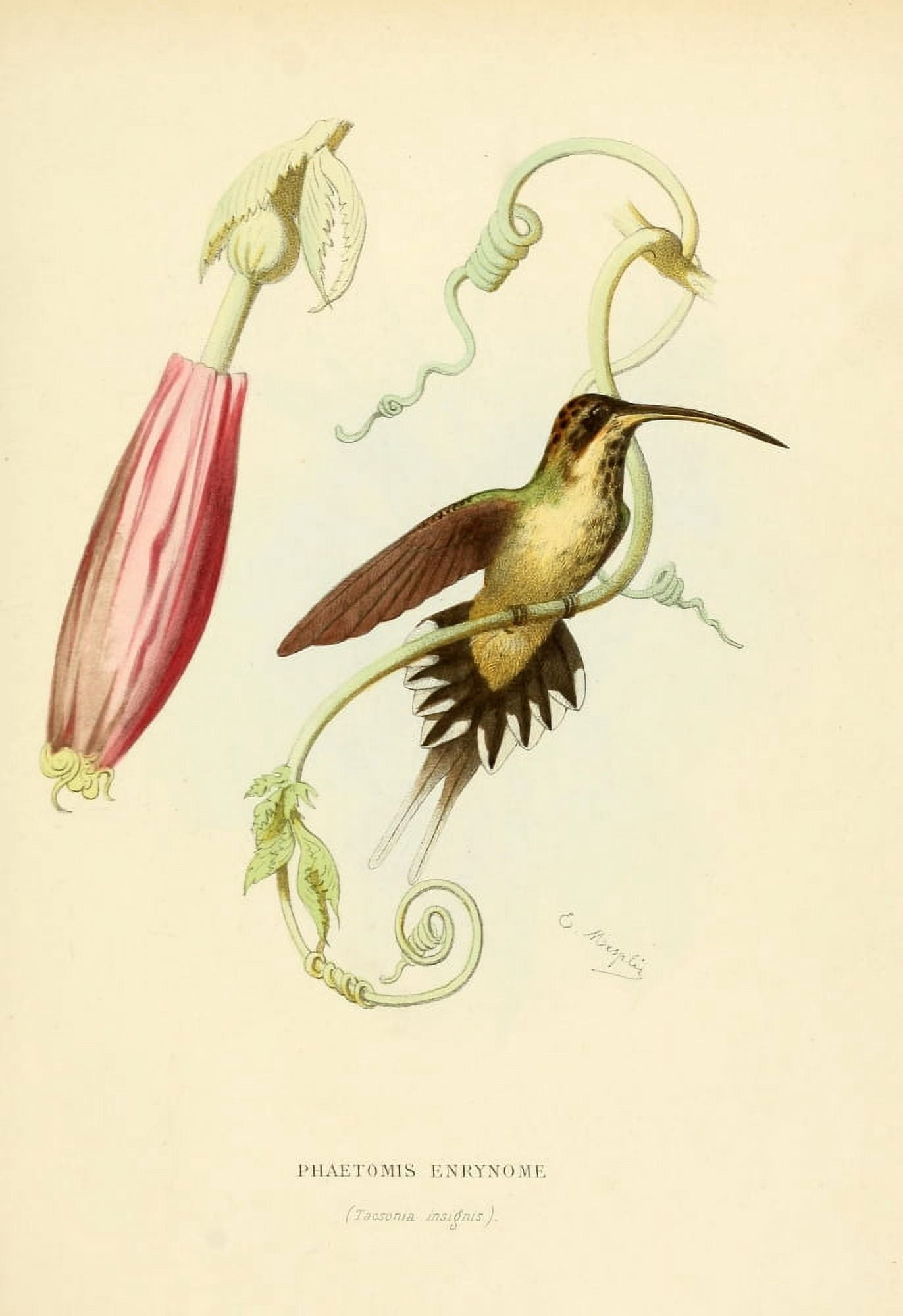 Oiseau Mouches 1874 Phaetomis Enrynome Canvas Art - L Bevalet (24 x 36)