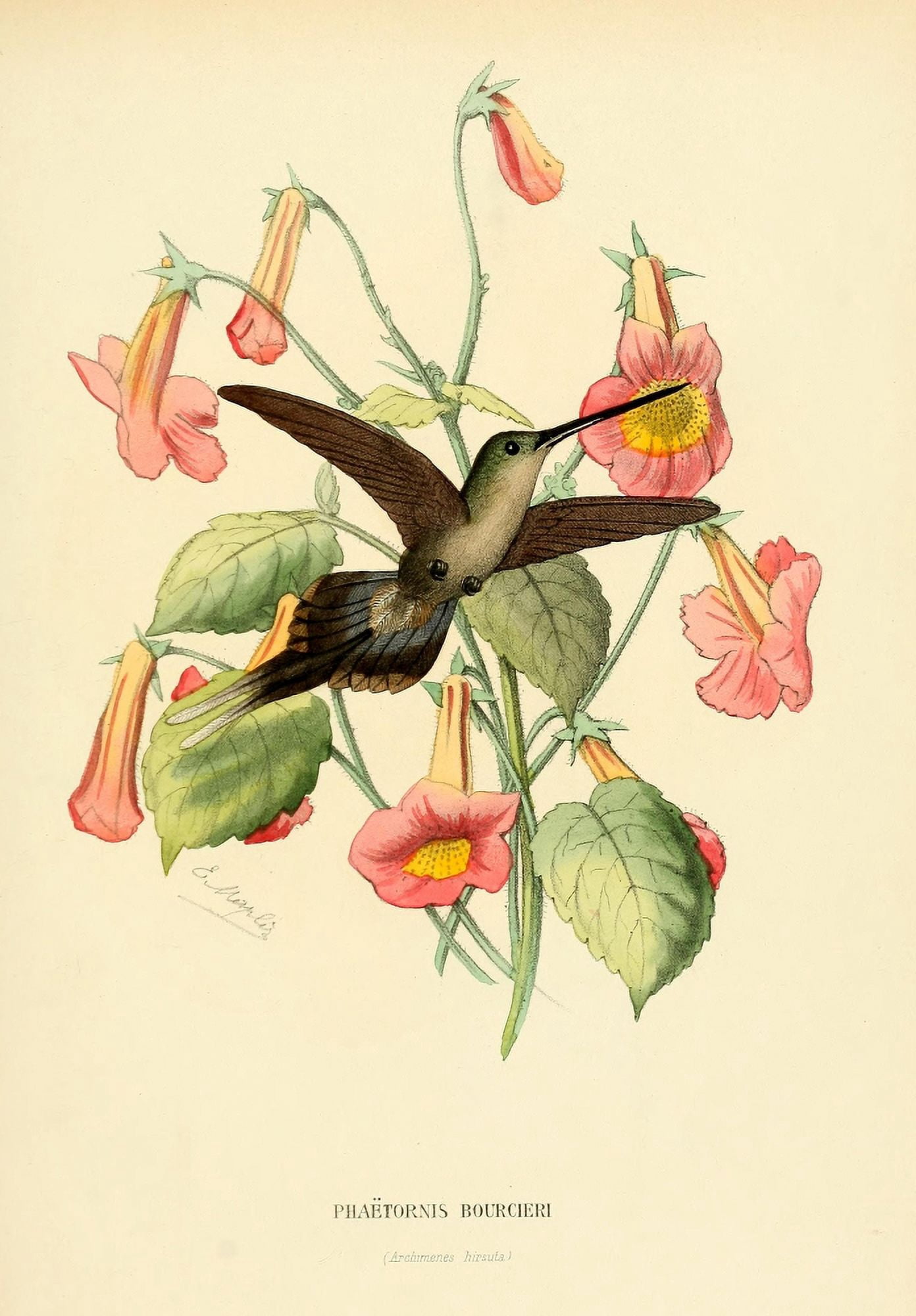 Oiseau Mouches 1874 Phaetornis Bourcieri Canvas Art - L Bevalet (18 x 24)