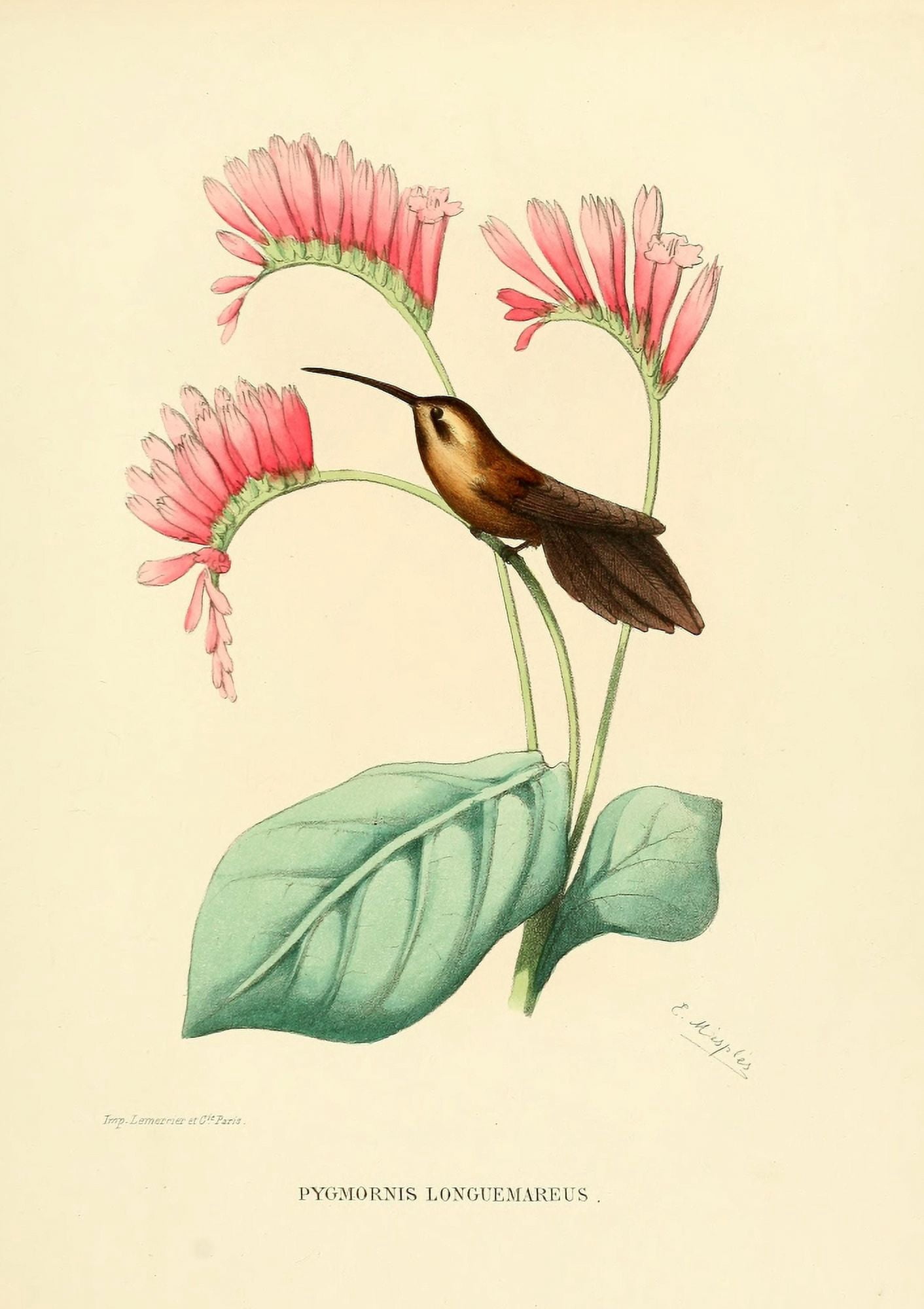 Oiseau Mouches 1874 Pygmornis Longuemareus Canvas Art - L Bevalet (18 x 24)