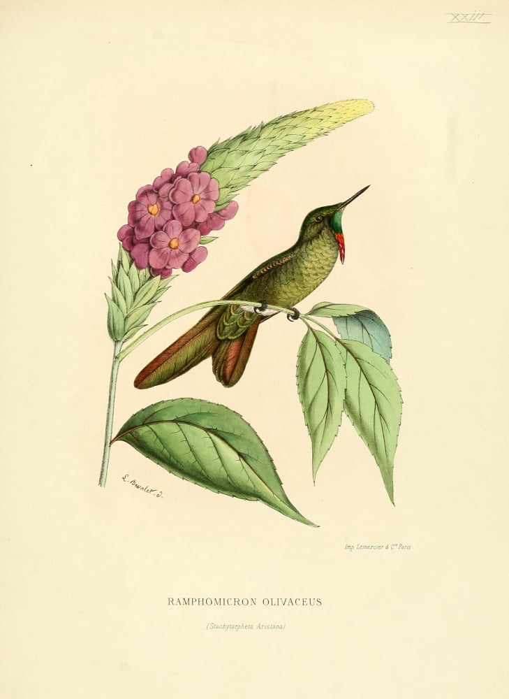 Oiseau Mouches 1874 Ramphomicron Olivaceus Canvas Art - L Bevalet (24 x 36)