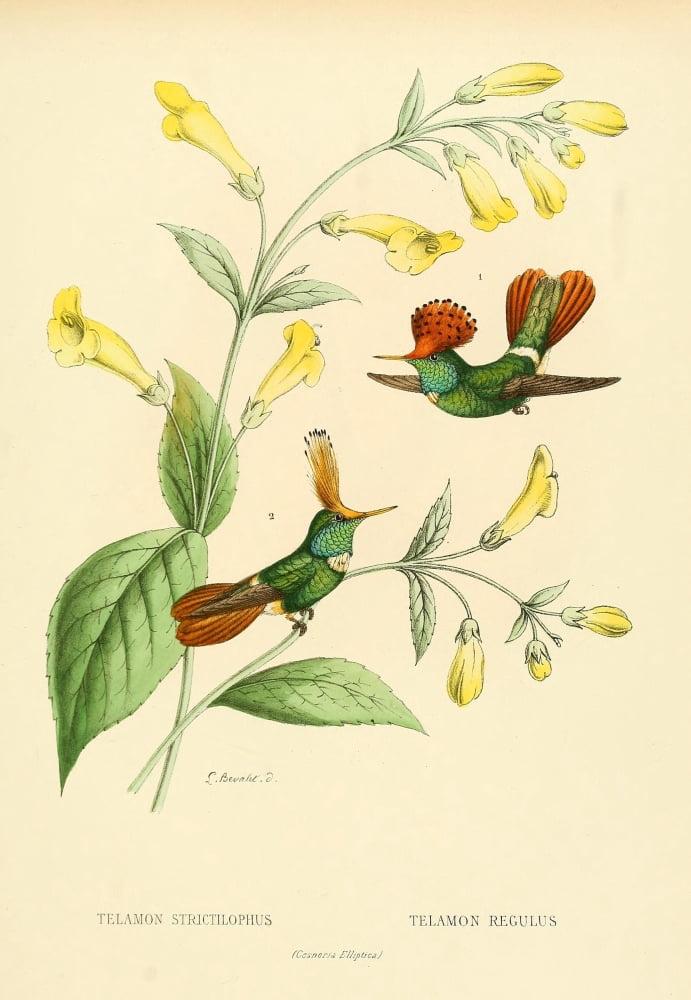 Oiseau Mouches 1874 Telamon Canvas Art - L Bevalet (18 x 24)