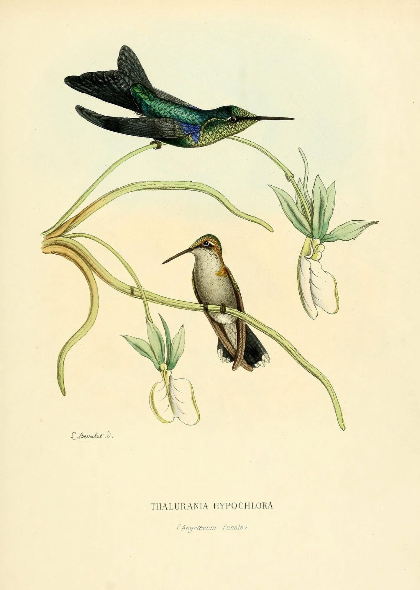 Oiseau Mouches 1874 Thalurania Hypochlora Canvas Art - L Bevalet (24 x 36)
