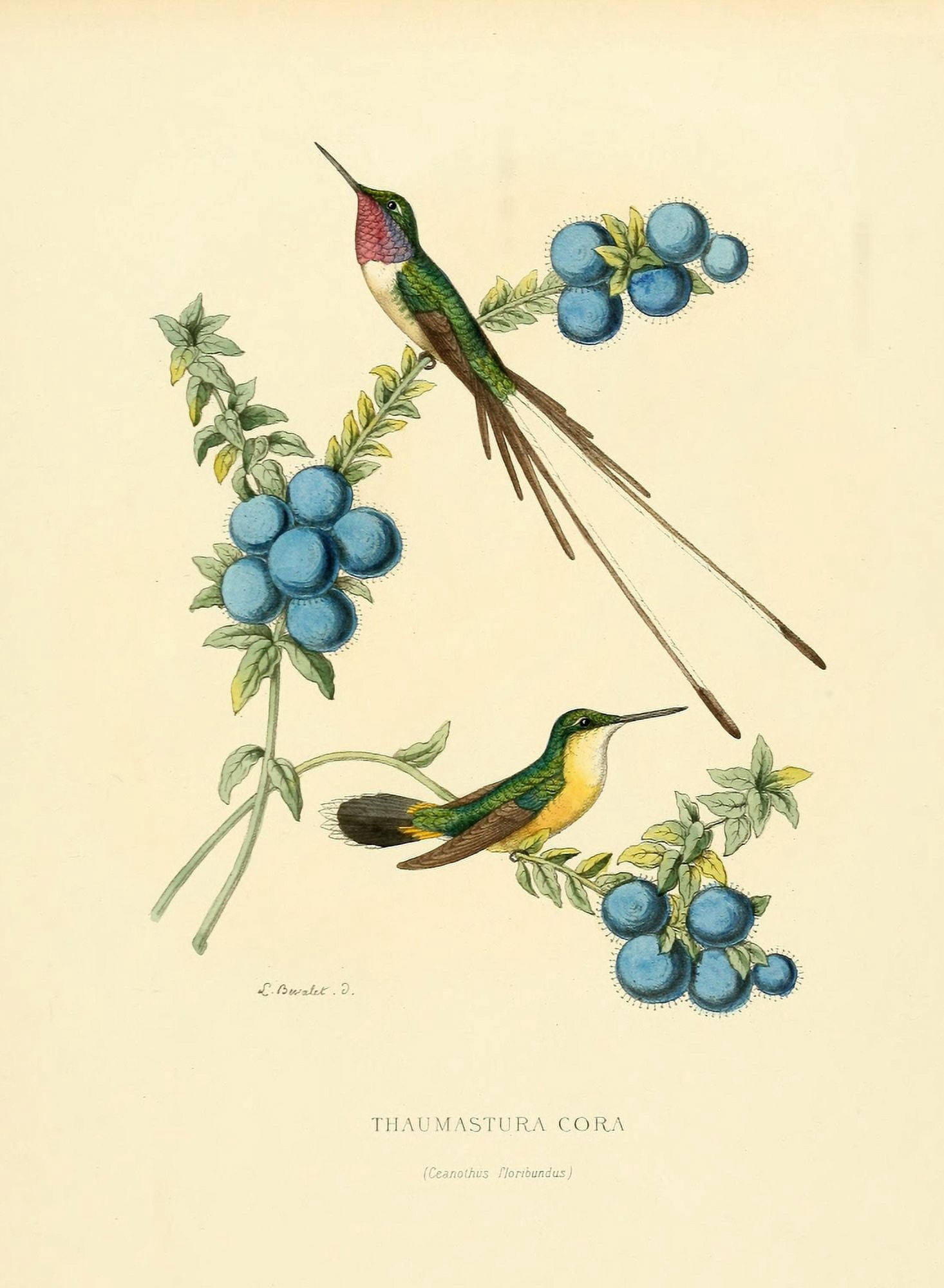 Oiseau Mouches 1874 Thaumastura Cora Canvas Art - L Bevalet (18 x 24)