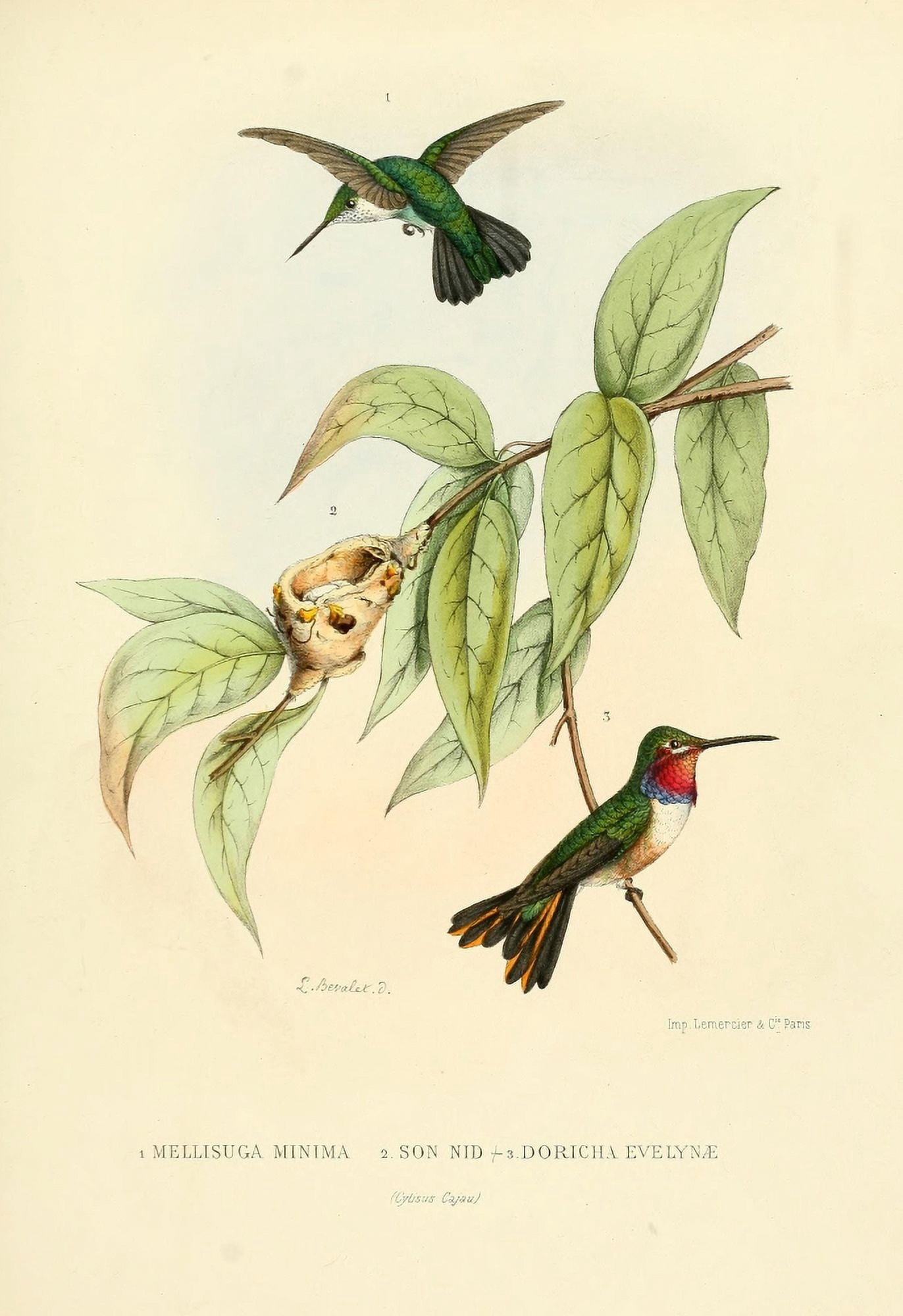 Oiseau Mouches 1874 Various Canvas Art - L Bevalet (18 x 24)