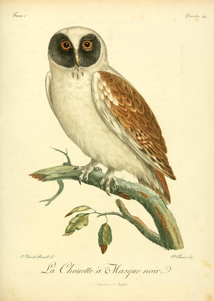 Oiseaux dAfrique 1799 Black-faced Owl Canvas Art - Jean-Lebrecht Reinhold (18 x 24)