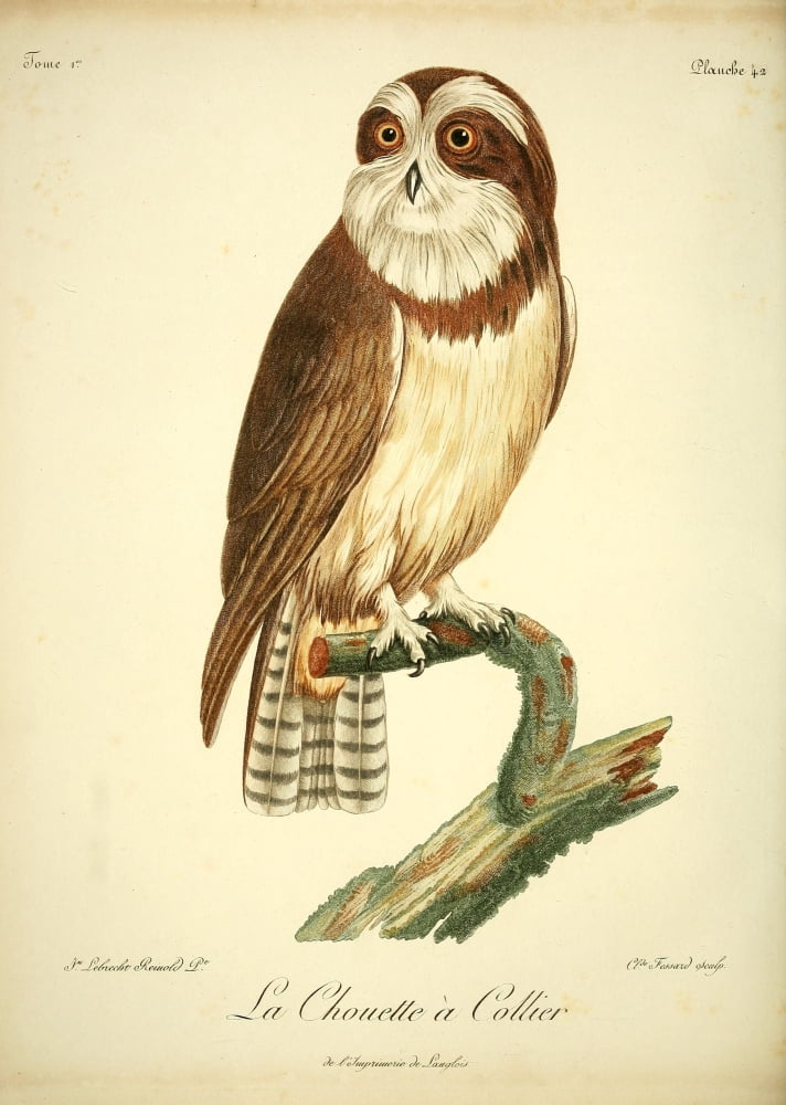 Oiseaux dAfrique 1799 Chouette a Collier Canvas Art - Jean-Lebrecht Reinhold (18 x 24)
