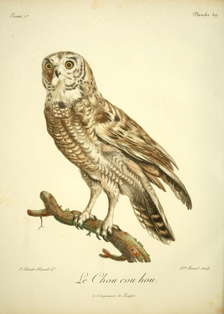 Oiseaux dAfrique 1799 Le Chou cou hou Canvas Art - Jean-Lebrecht Reinhold (24 x 36)