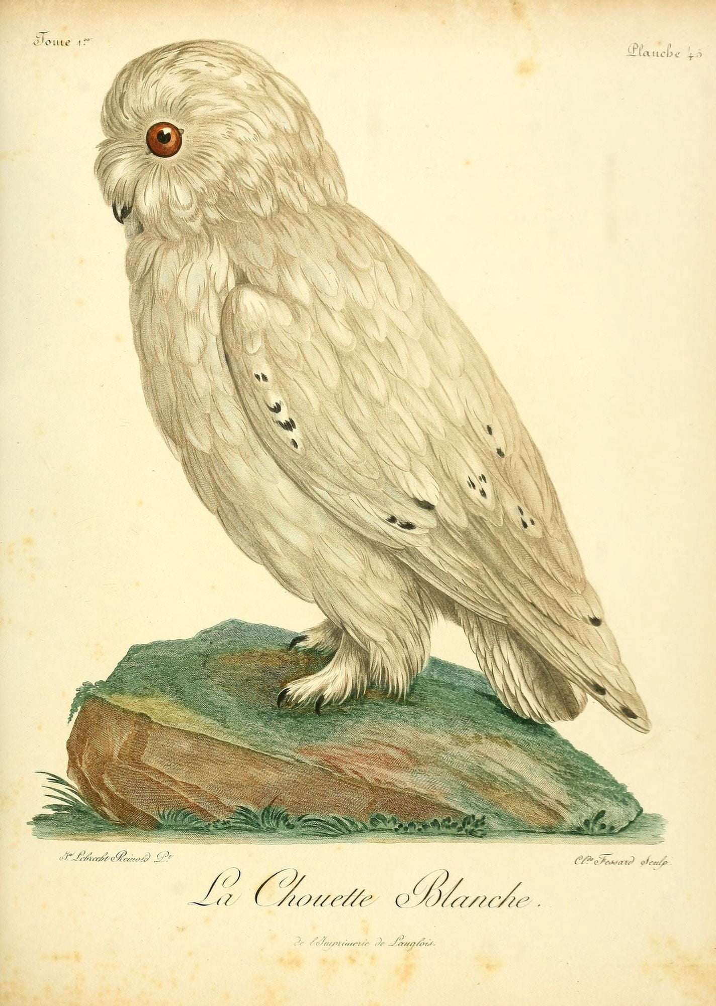 Oiseaux dAfrique 1799 Snowy Owl Canvas Art - Jean-Lebrecht Reinhold (18 x 24)