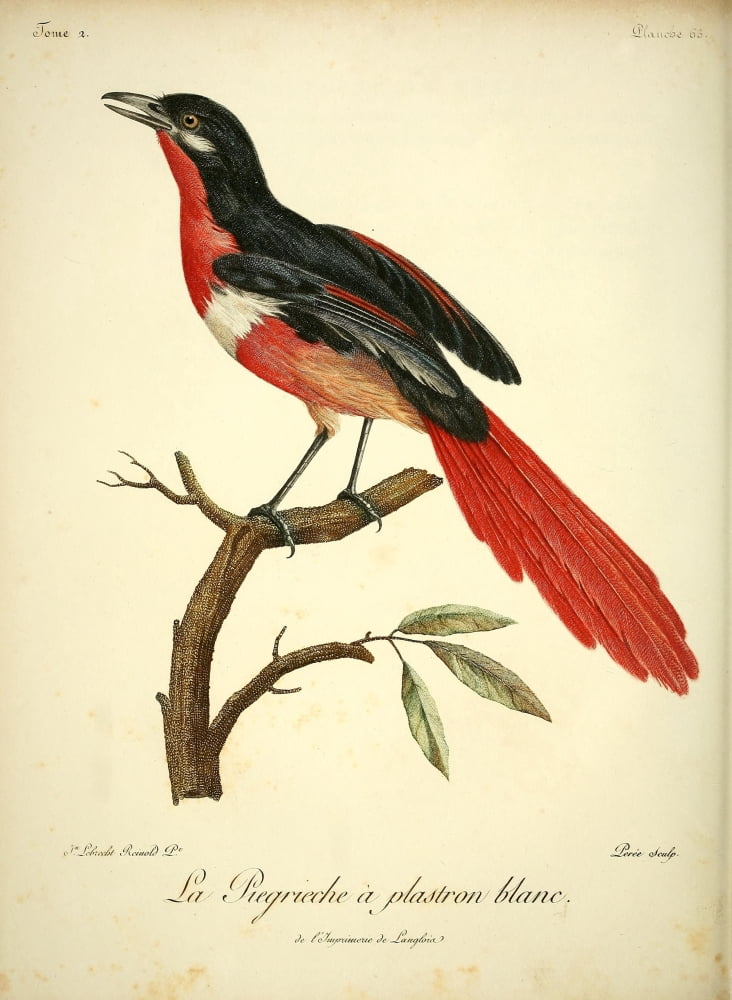 Oiseaux dAfrique 1799 White-bibbed Shrike Canvas Art - Jean-Lebrecht Reinhold (24 x 36)