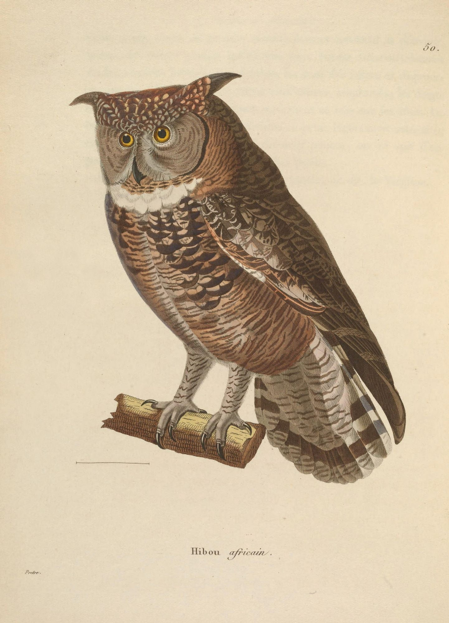 Oiseux 1838 African Owl Canvas Art - JG PrÔø?tre (18 x 24)