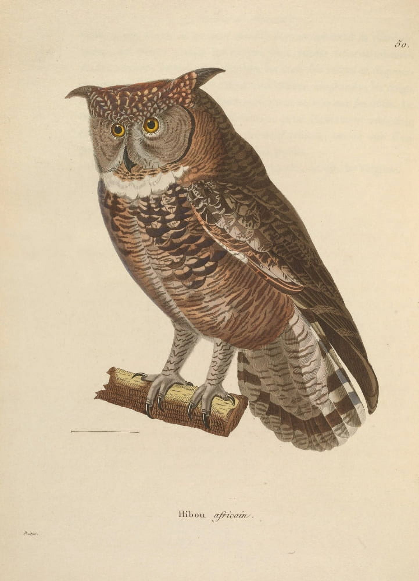 Oiseux 1838 African Owl Canvas Art - JG PrÔø?tre (24 x 36)