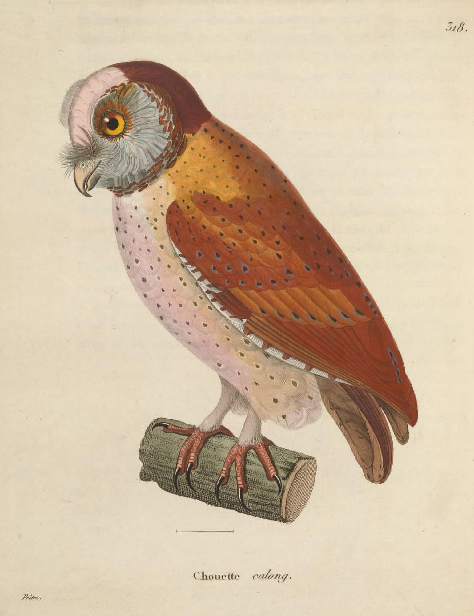 Oiseux 1838 Calong Owl Canvas Art - JG PrÔø?tre (18 x 24)
