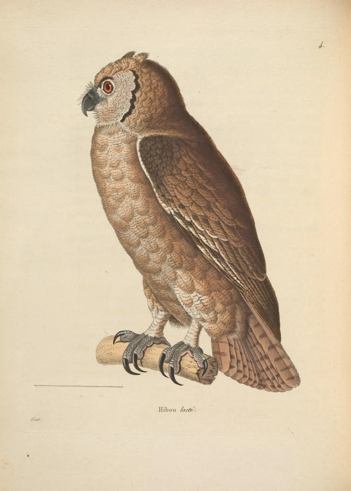 Oiseux 1838 Lacte Owl Canvas Art - JG PrÔø?tre (24 x 36)