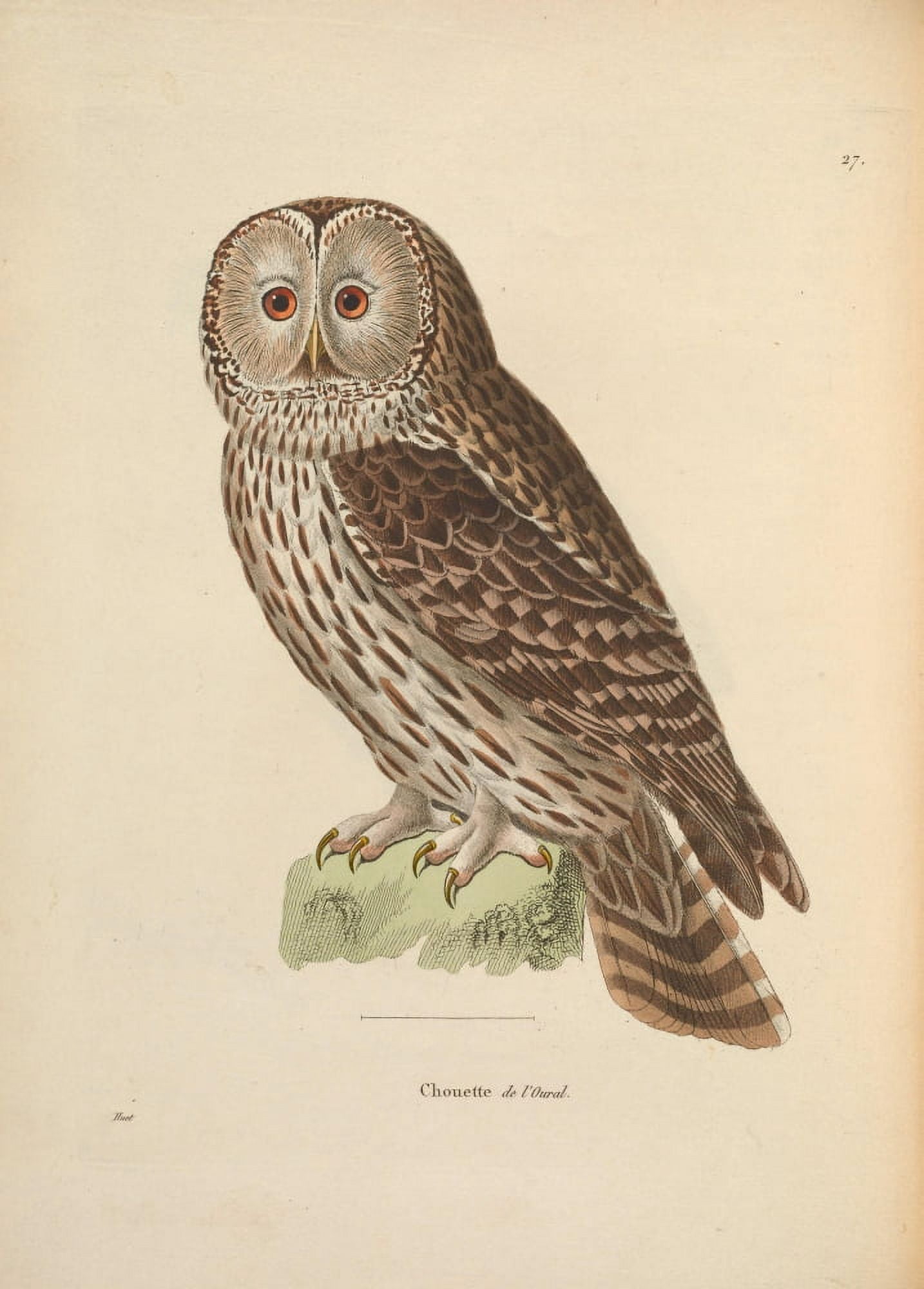 Oiseux 1838 Owl 1 Canvas Art - JG PrÔø?tre (18 x 24)