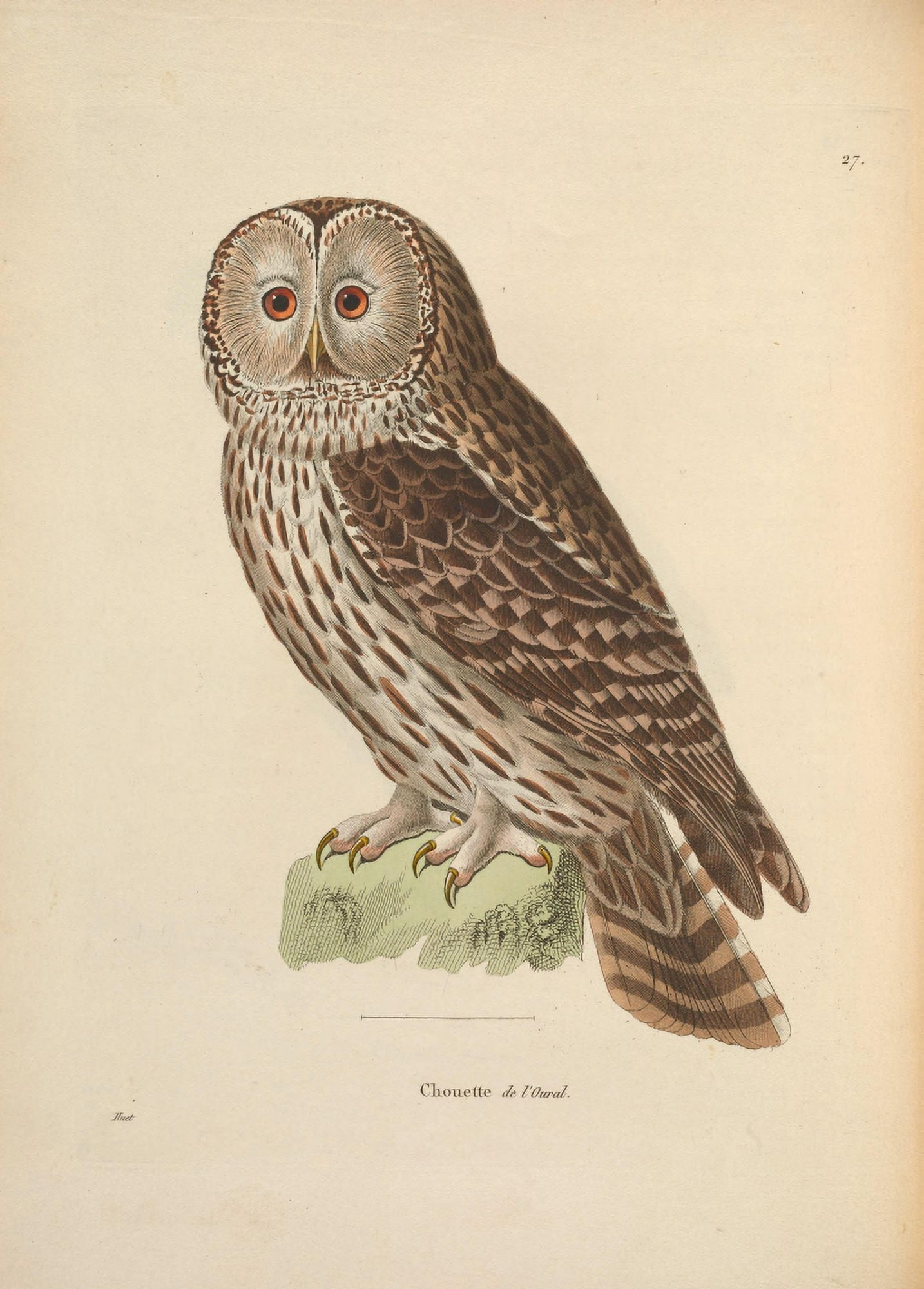 Oiseux 1838 Owl 1 Canvas Art - JG PrÔø?tre (24 x 36)