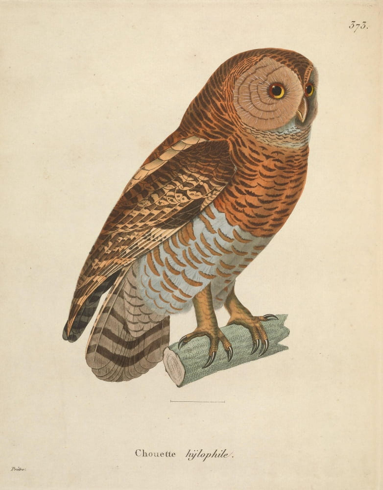 Oiseux 1838 Owl 2 Canvas Art - JG PrÔø?tre (18 x 24)