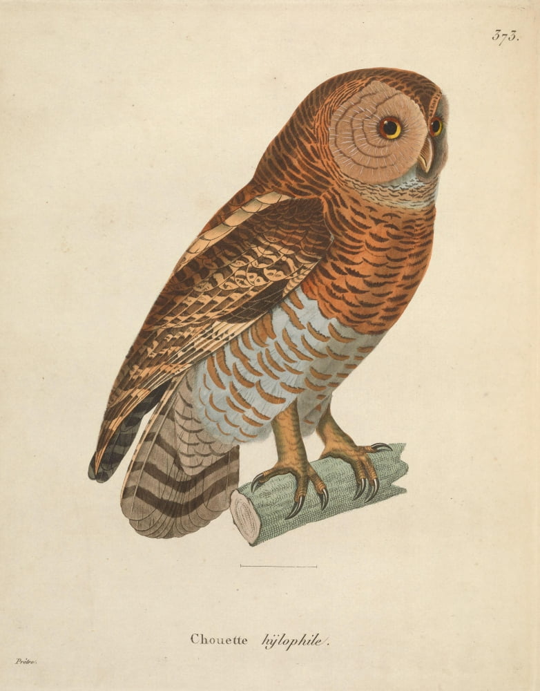 Oiseux 1838 Owl 2 Canvas Art - JG PrÔø?tre (24 x 36)