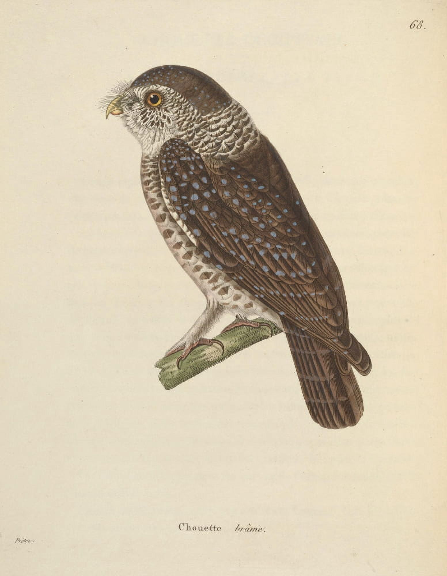 Oiseux 1838 Spotted Owl Canvas Art - JG PrÔø?tre (24 x 36)