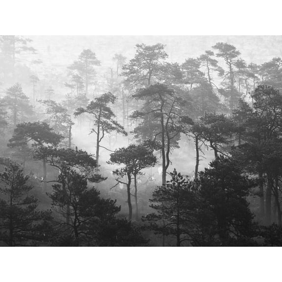 Oja Lindi Nature Reserve Estonia Forest Trees Photo Extra Large XL Wall Art Poster Print
