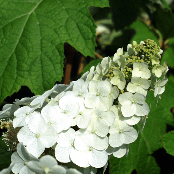 Okaleaf Hydrangea Plant Live, Hydrangea Bush Shrub, 612 Inch Tall, 2.5-Inch Pot, Flowering Shrub