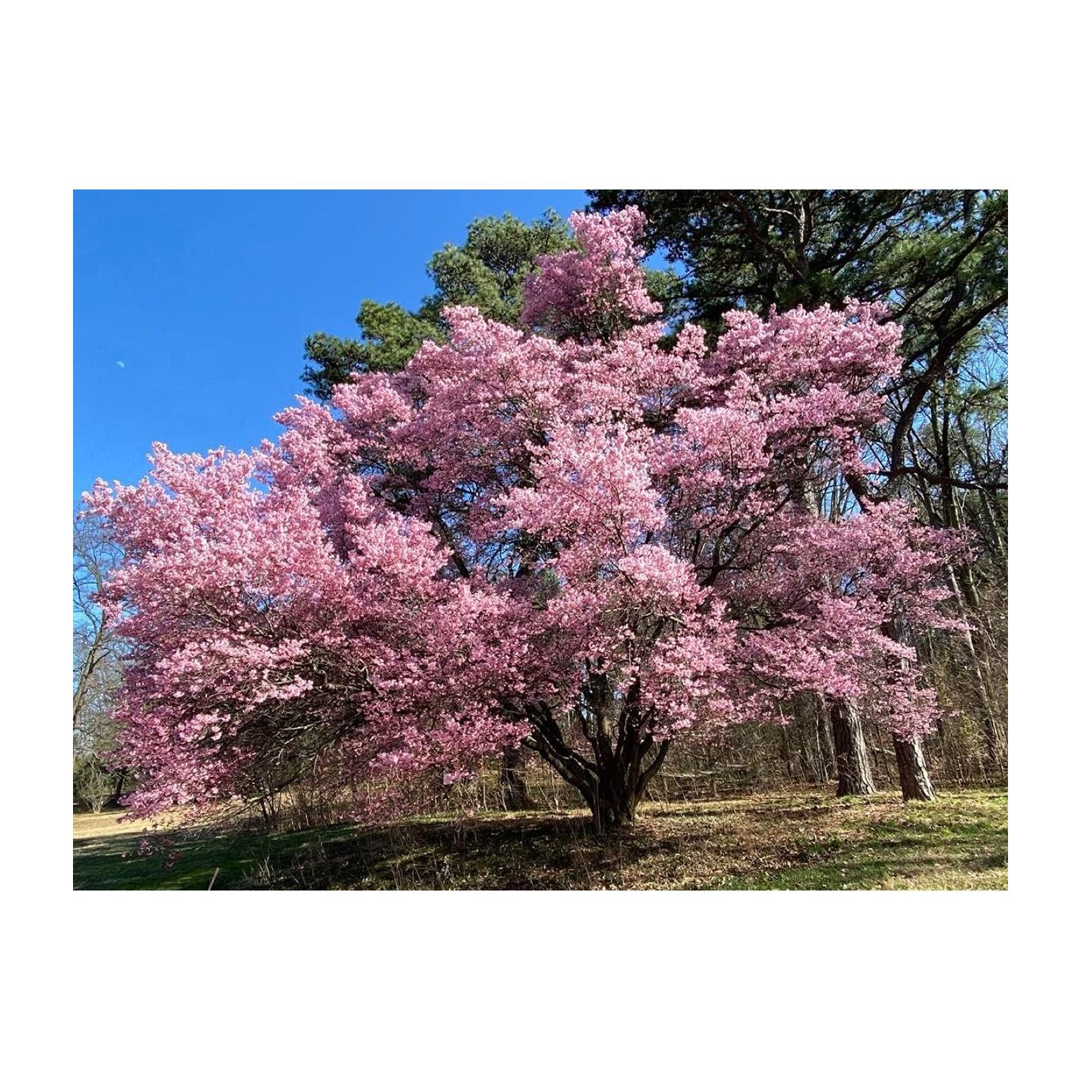 Okame Cherry Blossom Plant Japanese Cherry Blossom Tree for Planting