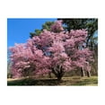 Okame Cherry Blossom Plant Japanese Cherry Blossom Tree for Planting