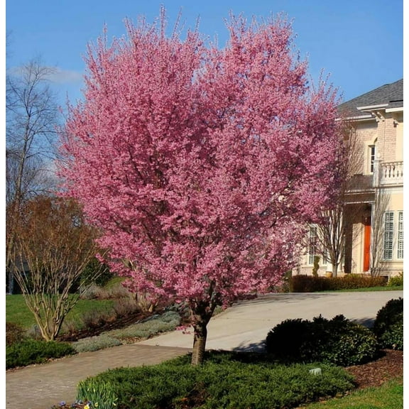 Okame Cherry Blossom Tree Live Plants in 2.5" Pot, 6 to 12" Tall Cherry Flower Starter Plants