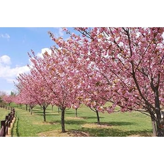 Okame Ornamental Flowering Cherry Tree - Live Plant - ( 1 QT ...