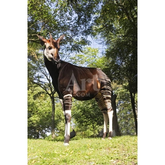Okapi Male, Animals World Culture Unframed Photographic Print Wall Art Sold by Art.Com