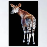 Okapi Wildlife Illustration Poster , Poster Print Only - Walmart.com