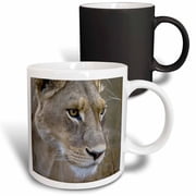 3drose, Okavango Delta, Botswana. Close-up of a Female Lion., 11oz Magic Transforming Mug