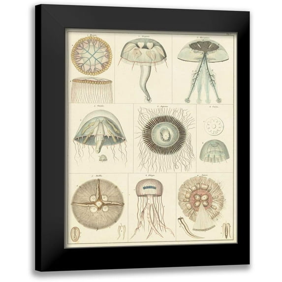 Oken 15x18 Black Modern Framed Museum Art Print Titled - Jellyfish Display