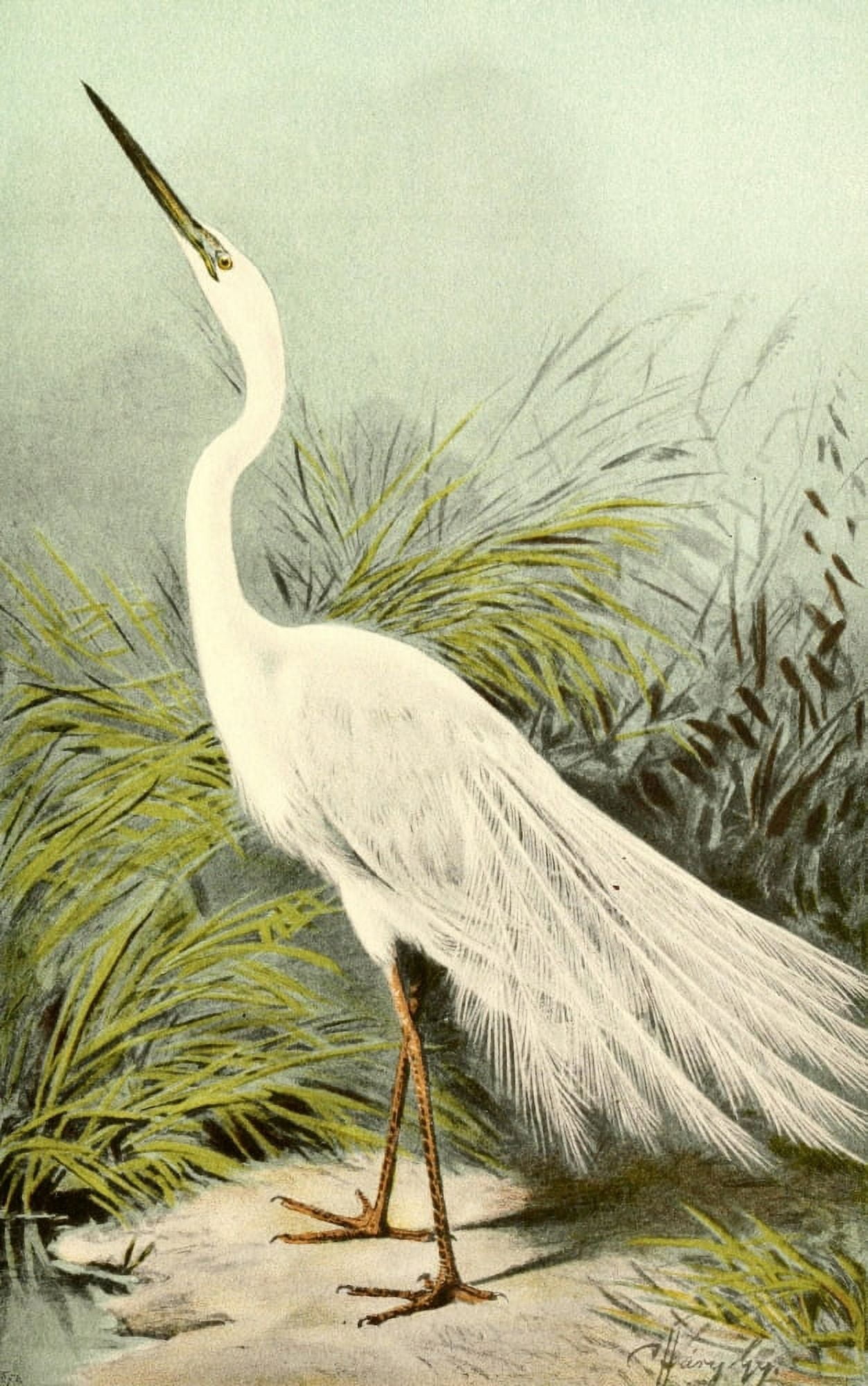 Okhotnichi i promyslovyia 1900 Great Egret Canvas Art - A Thorburn (18 x 24)